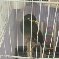 مینا سخنگو دستی