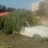 انجام کلیه امور باغبانی و هرس وحمل شاخ وبرگ|خدمات باغبانی و درختکاری|قم, آزادگان|دیوار