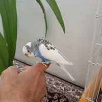 یک جفت مرغ عشق|پرنده|تفت, |دیوار