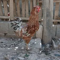 خروس گلین اصیل