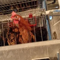 فروش مرغ محلی|حیوانات مزرعه|سردشت, |دیوار