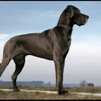 سگ گردین 2 ساله نر واکسن خورده  شناسنامه دار|سگ|نوشهر, |دیوار