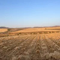 دروگر یا گندوم چین