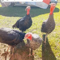 بوقلمون طبیعی خالص