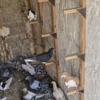 کبوتر|پرنده|شیراز, کفترک|دیوار
