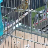 سهره قناری  نر بخون|پرنده|کرج, باغستان|دیوار