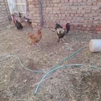 مرغ|حیوانات مزرعه|کشکسرای, |دیوار