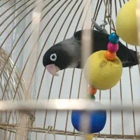 طوطی برزیلی مولد|پرنده|پاکدشت, خاتون آباد|دیوار