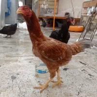 مرغ جوان لاری افغان خاردار