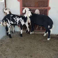 گوسفند ( ۱ عدد توقلی قوچ بره و ۲ عدد ماده زیرخاکی)