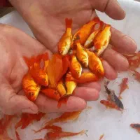 ماهی قرمز  شروع قیمت از ۲