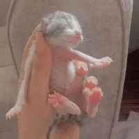 گربه کوچولو