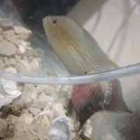 فروش ماهی گوشتخوار