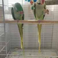 یک جفت شاه‌طوطی بالغ با قفس و لانه آماده جفت‌گیری