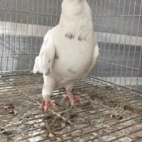 کبوتر زینتی تزئینی قره سوری سفید|پرنده|اصفهان, سرشبادران|دیوار