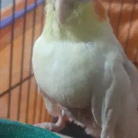 عروس هلندی با قفس