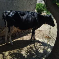 گاو هلشتاین با گوساله نر سیمینتال