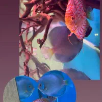 دیسکس ۴ عدد مولد