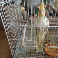 عروس هلندی با جوجه