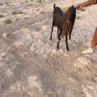 تکه  گلابی|حیوانات مزرعه|هیرمند, |دیوار