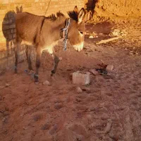 ماده خر|حیوانات مزرعه|تربت جام, میان جام|دیوار