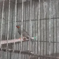 فروش فنج|پرنده|محمدیه-قزوین, |دیوار