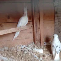 دوکت آلبینو جفت|پرنده|چابهار, |دیوار