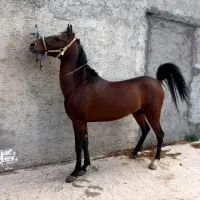 نریان کردسواری تکمیل