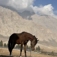 اسب عرب مصری|اسب و تجهیزات اسب‌سواری|کرمانشاه, |دیوار
