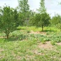 زمین مسکونی روستای طش