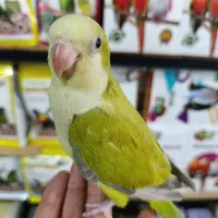 جوجه راهب سرلاکی ودونخور