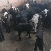 چوش چاتمه و قوچ|حیوانات مزرعه|سیمین شهر, |دیوار