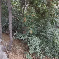 فروش زمین ۳۵۰ متری فشم