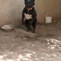 سگ نر درشت|سگ|خمینی‌شهر, |دیوار
