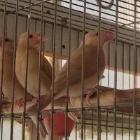 فنچ نرگسی شکلاتی.وکرم لایت