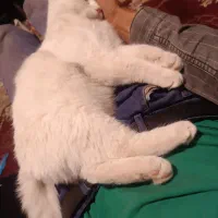 گربه خانگی نژاد پرشین ۷ماهه|گربه|یاسوج, |دیوار