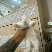 خرگوش واگذاری رایگان|موش و خرگوش|هشتگرد, فاز ۷ مهستان|دیوار