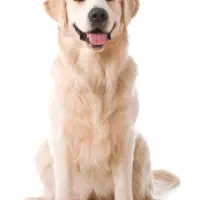 گلدن رتریور