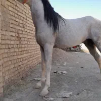 نریان دوسر وارداتی .کره میسترال