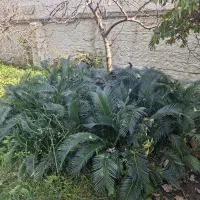 فروش سیکاس|گل و گیاه طبیعی|چالوس, |دیوار