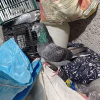 کبوتر پرشی|پرنده|مشگین شهر, |دیوار