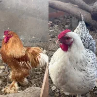 یک جفت برهما غول پیکر