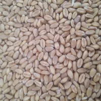 گندم پیشگام|عمده‌فروشی|گیان, |دیوار