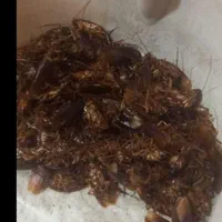 سم پاشی ساس سوسک سمپاشی گال کک کنه تضمینی|خدمات نظافت|مشهد, کوی سیدی|دیوار