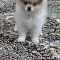 پامر خرسی|سگ|کرج, محمود آباد|دیوار