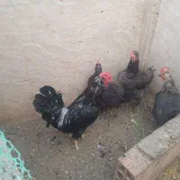 خروس گلین چهل تاج ریش و کاکل نوک ریز