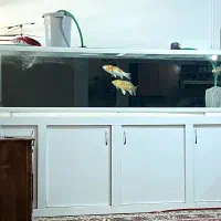 اکواریوم
