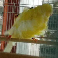 قناری فر شامپیون نر بخوان