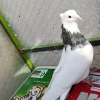 طوقی نر سرور|پرنده|قم, شهرک مهدیه (مدرس)|دیوار