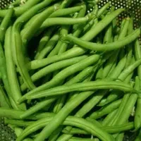لوبیا سبز تازه